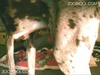 Zooskol - Animal - Dog - Zoosk海报剧照